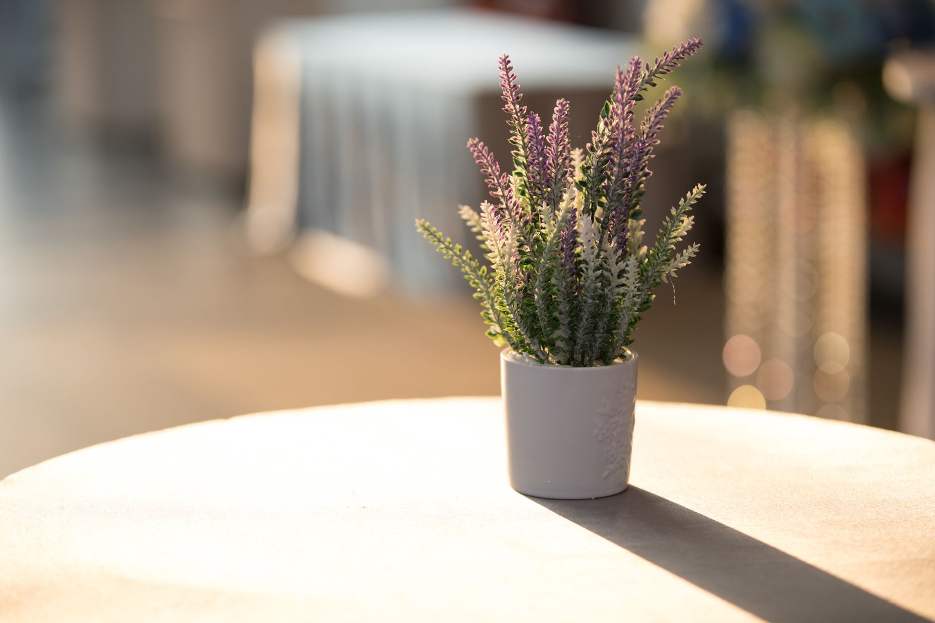 Lavanda (Lavandula angustifolia), lonac 14 cm